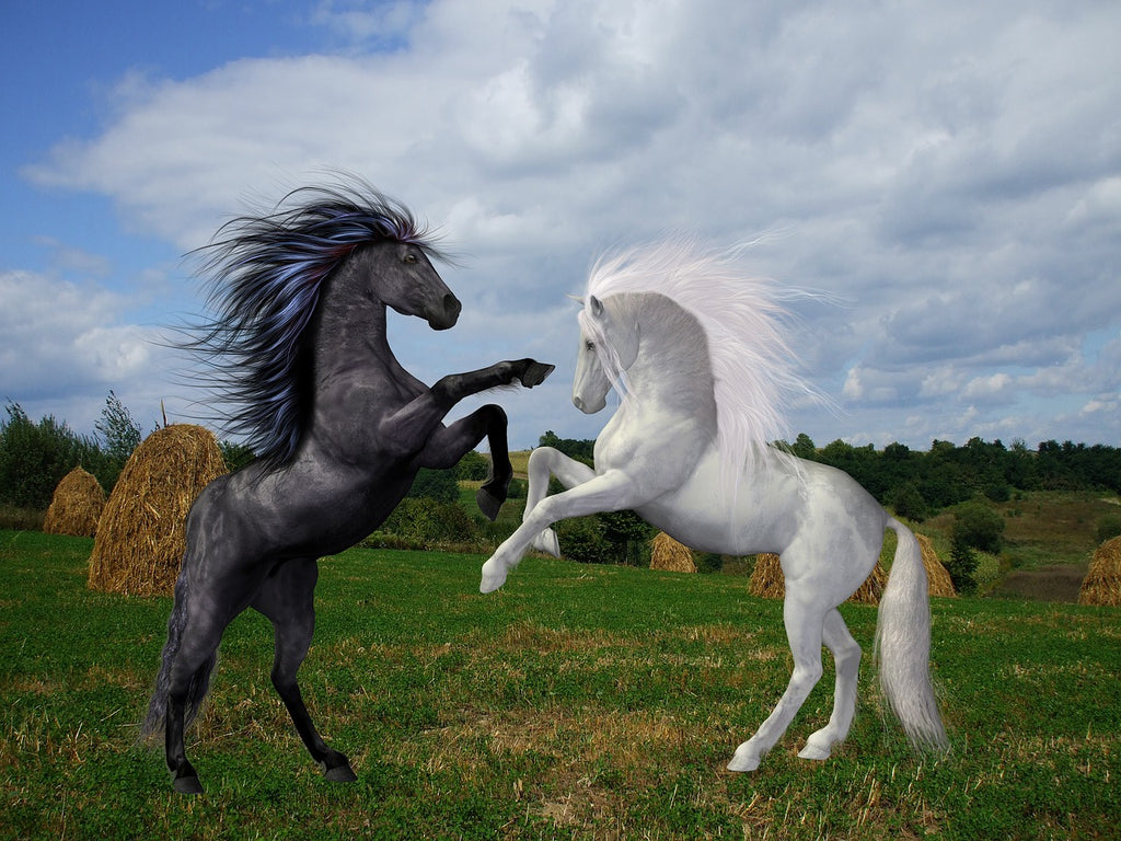 Diamond painting zwart en wit paard