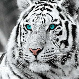 diamond painting tijger blauwe ogen