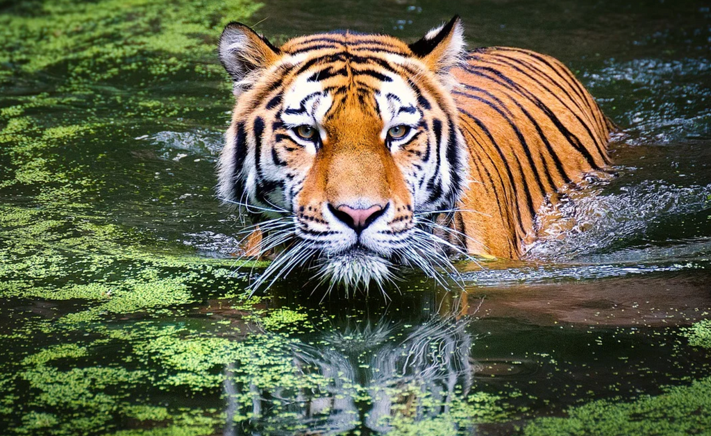 diamond painting tijger zwemt