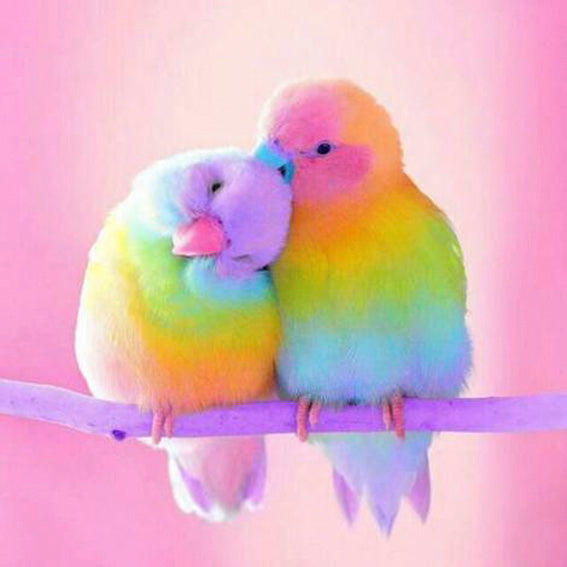 vrolijke_kleuren_vogels