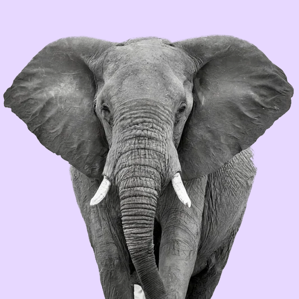 diamond painting dieren kopen