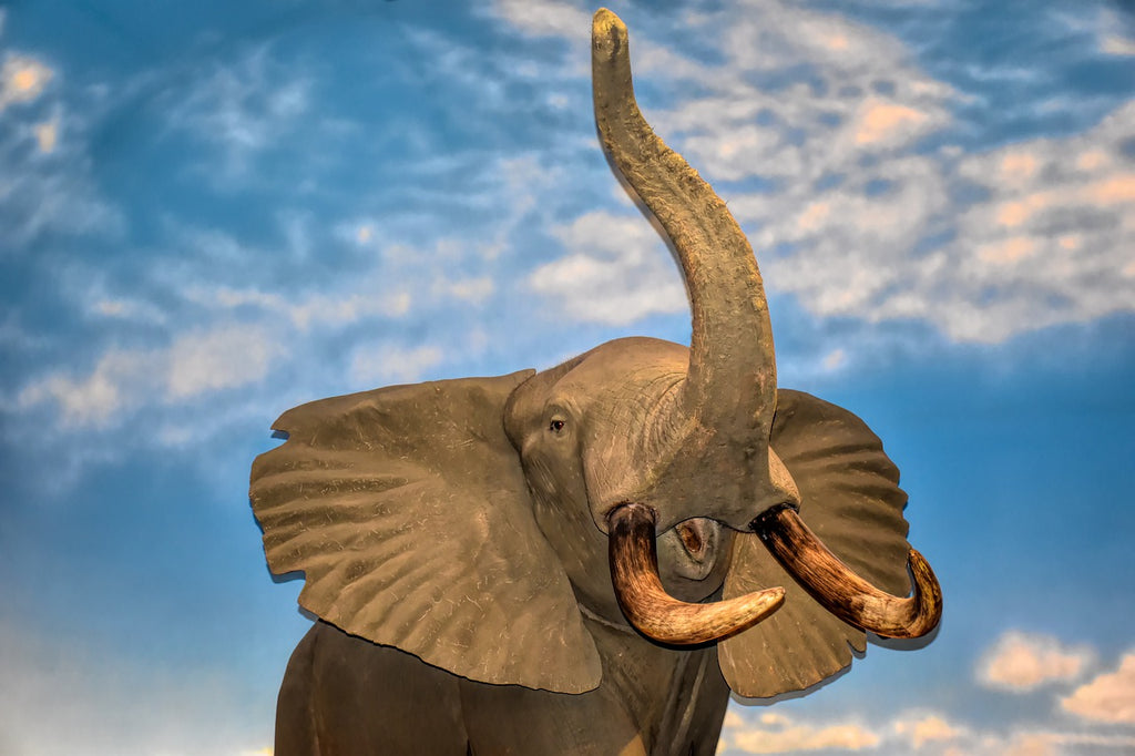 Diamond painting Afrikaanse olifant