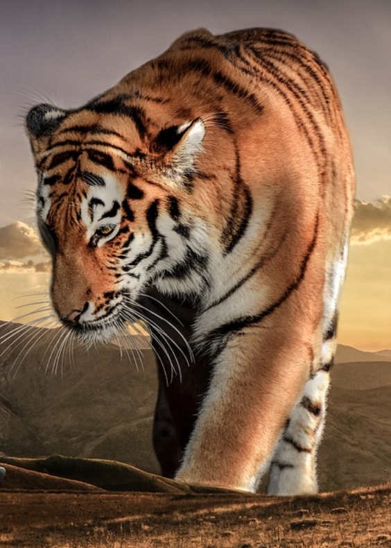 Diamond painting grote tijger