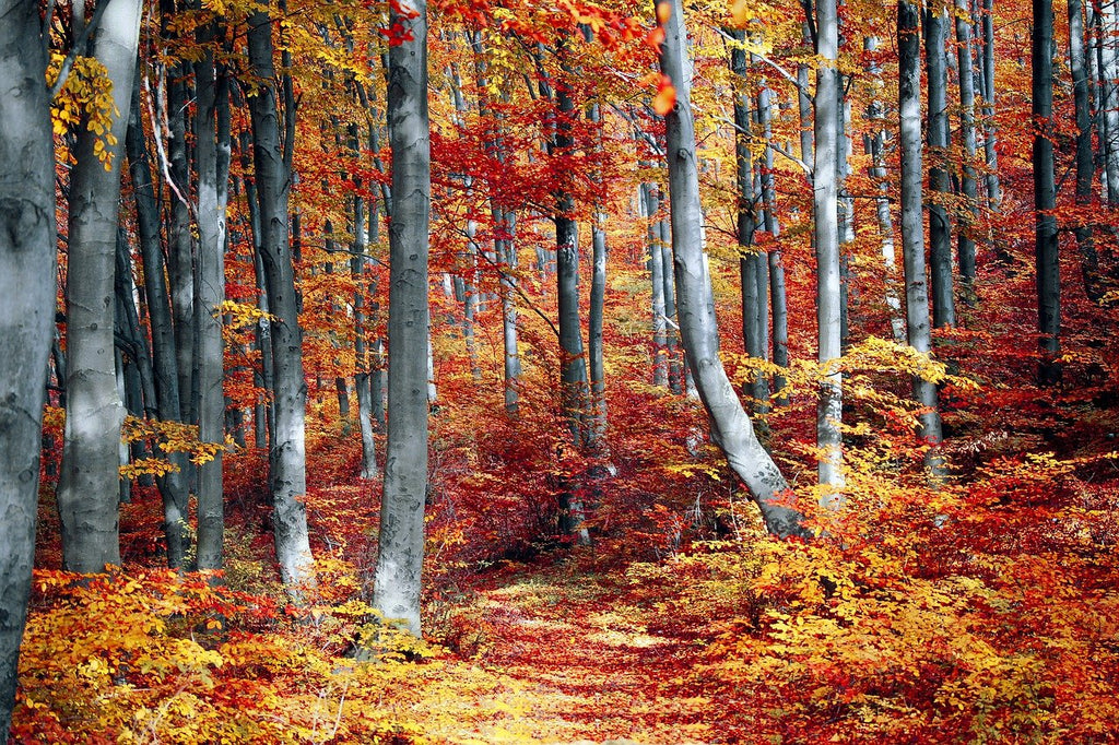 Diamond painting herfst in het woud