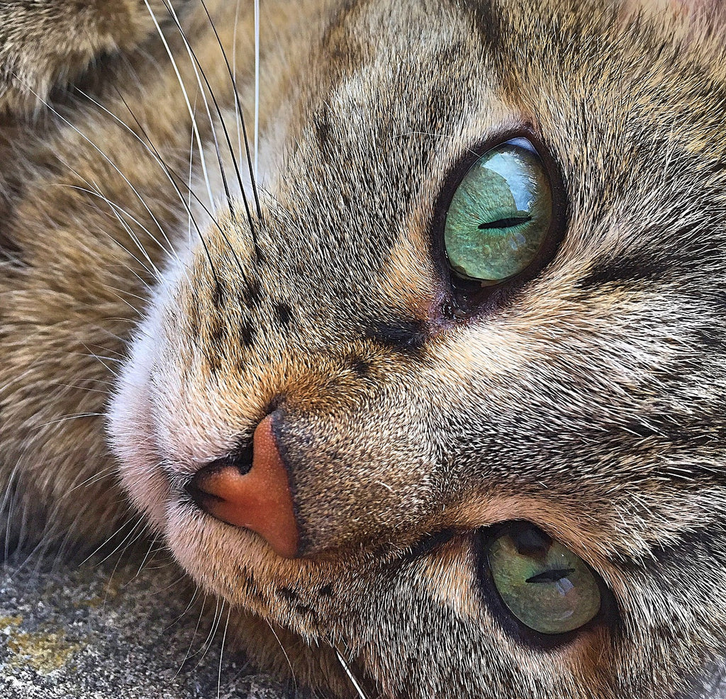 Diamond painting kat close up