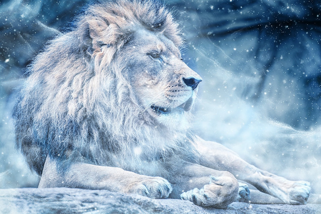 Diamond painting leeuw in sneeuw