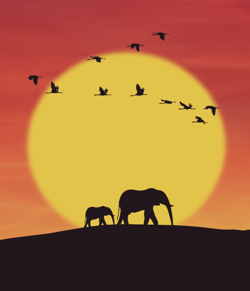 Diamond painting olifanten silhouet