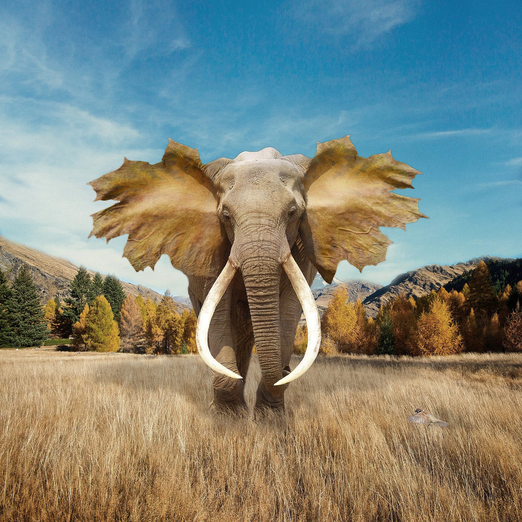 Diamond painting olifant met bladeren als oren