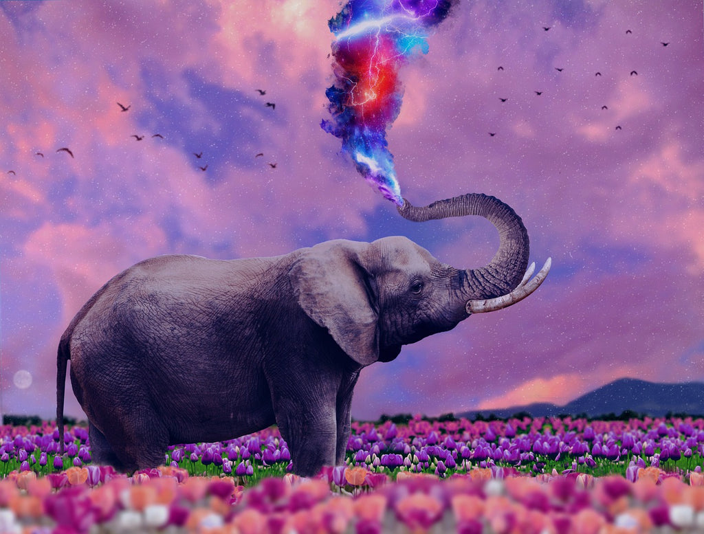 Diamond painting olifant spuwt kleuren