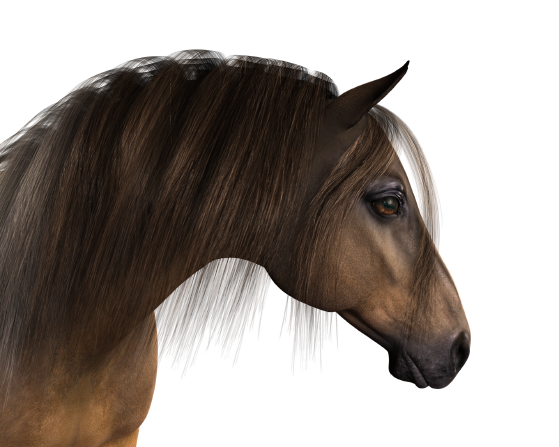 Diamond painting paard bruin hoofd