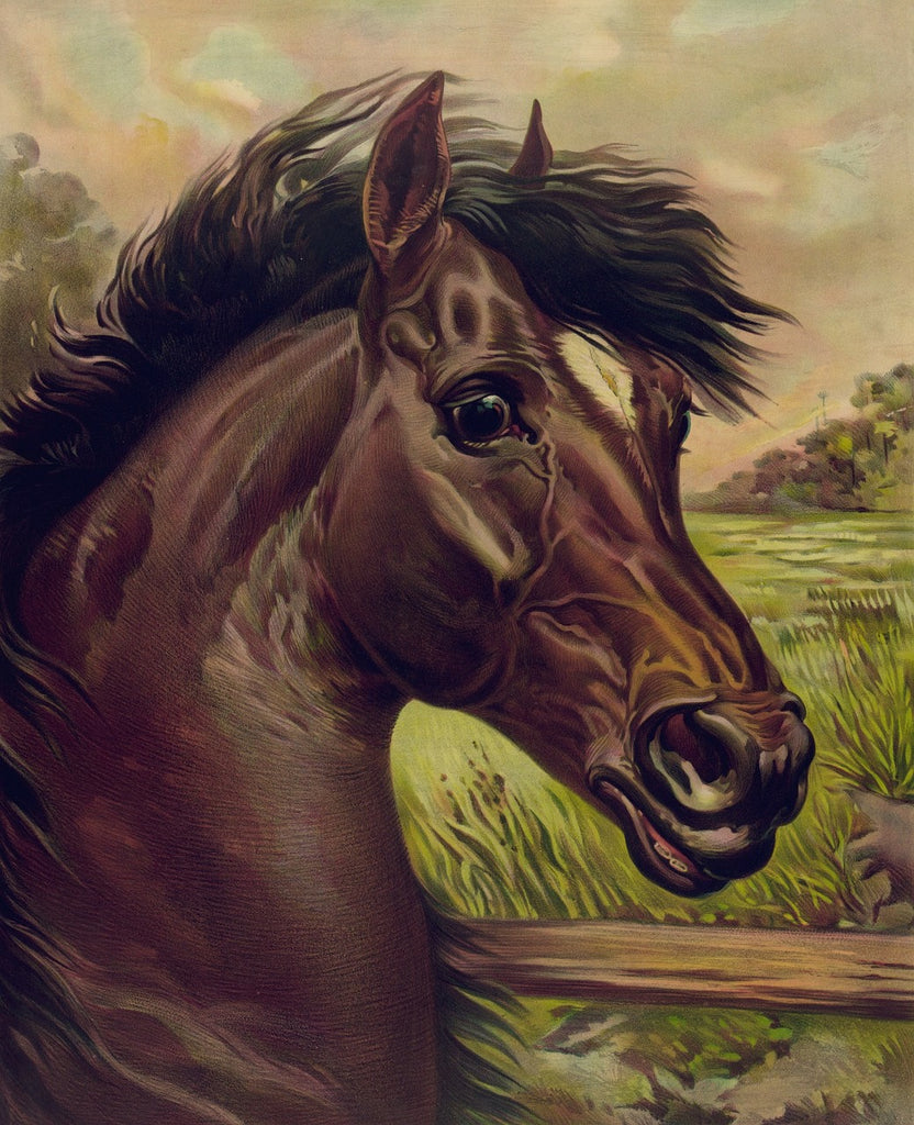 Diamond painting paard schilderij