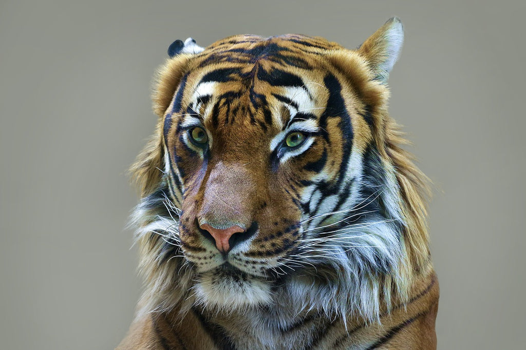Diamond painting portret tijger