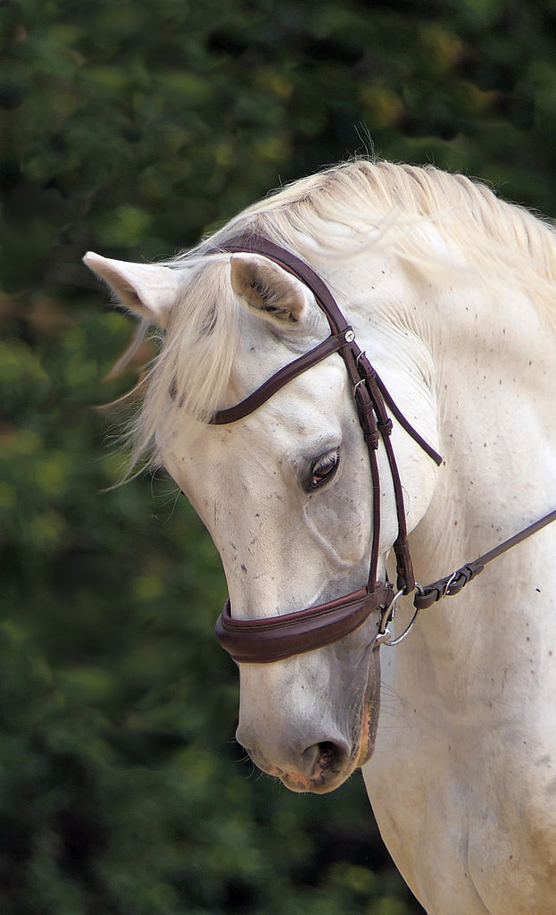 Diamond painting wit paardenhoofd