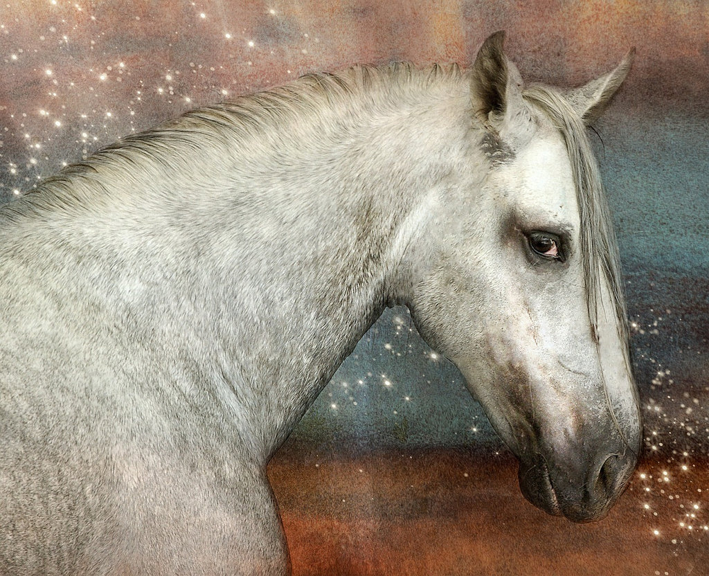 Diamond painting wit paard portret