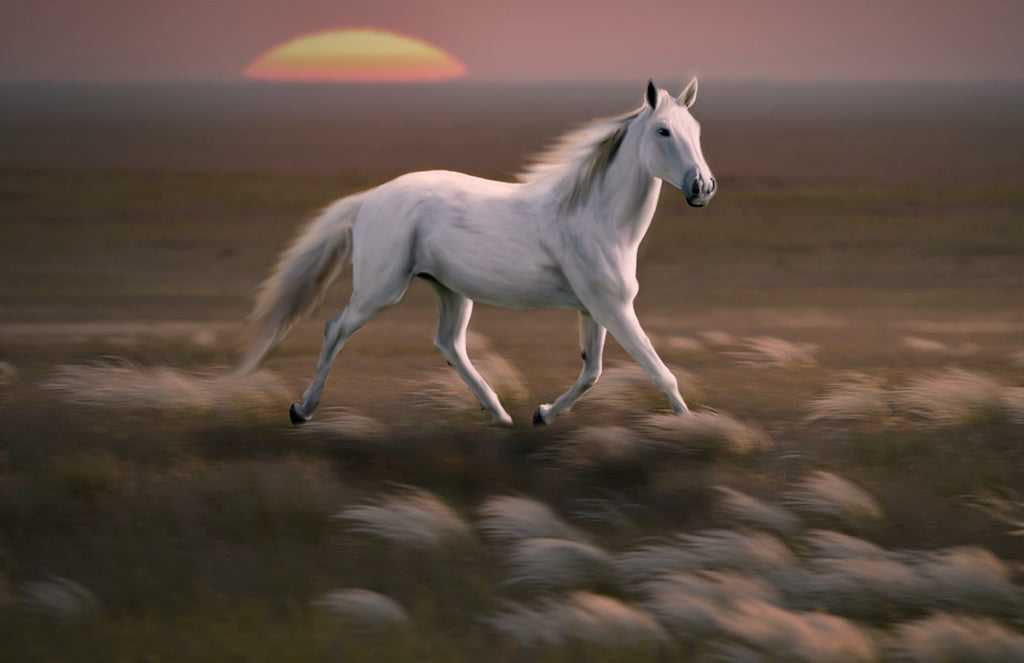 Diamond painting wit paard vrijheid