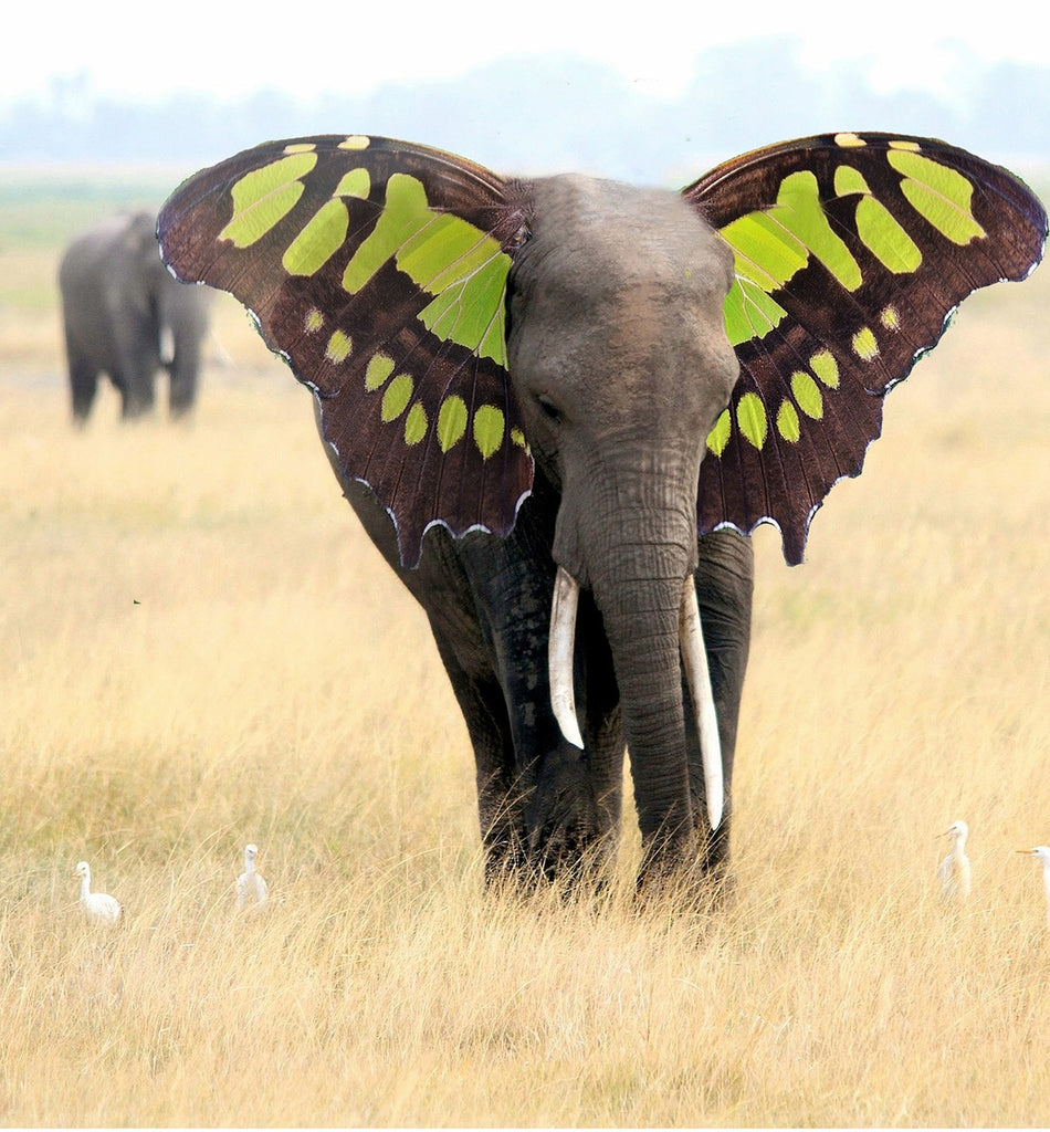 Diamond painting olifant oren groene vlinder