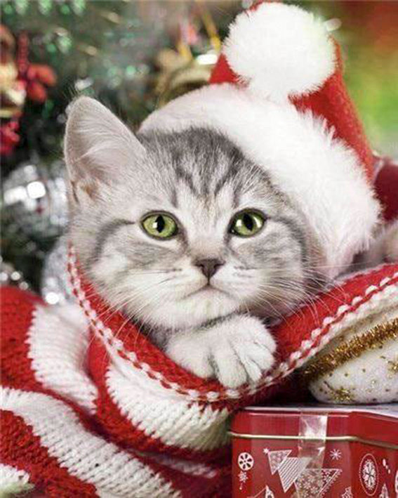 diamond_painting_kat_met_kerstmuts