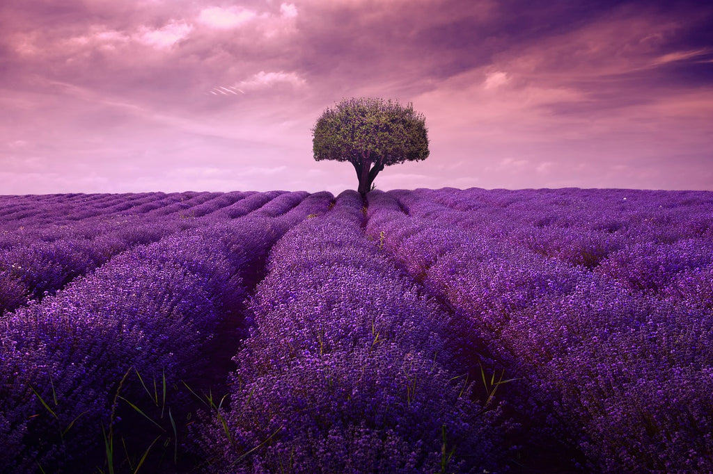 Diamond painting boom tussen lavendel