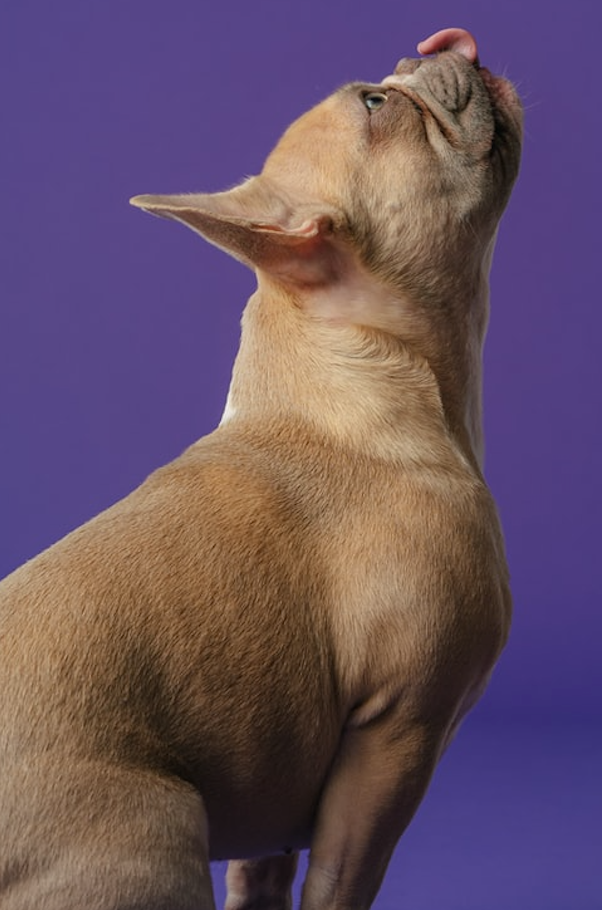 diamond painting hond paarse achtergrond