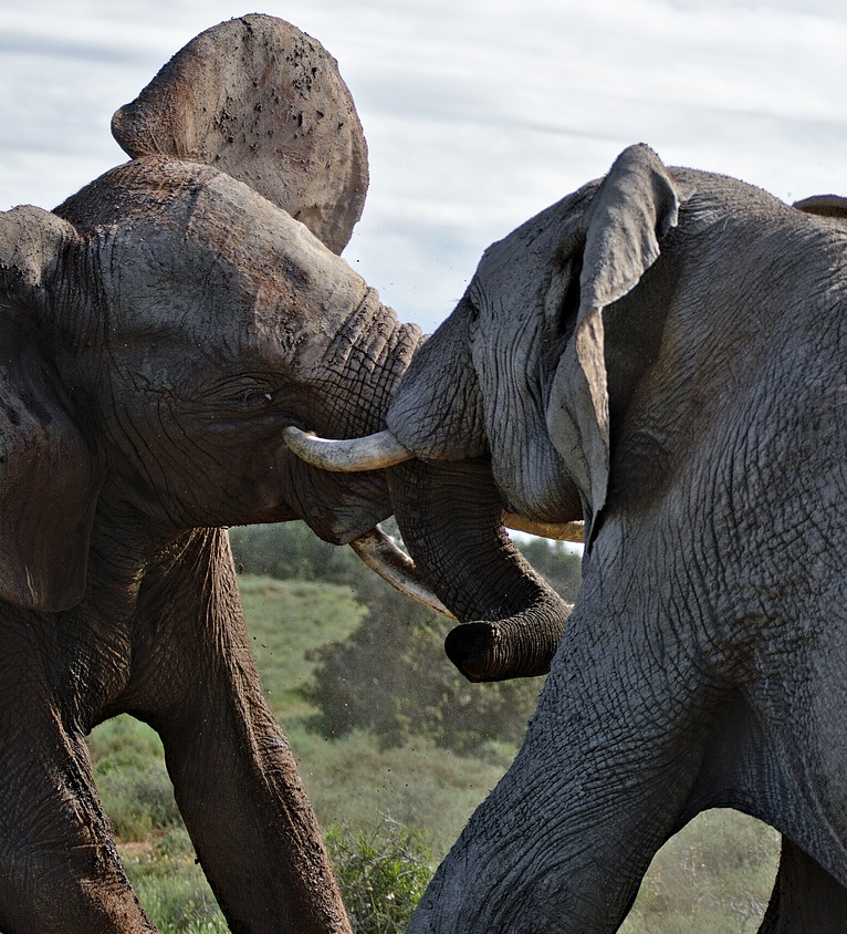 diamond painting olifanten vechten