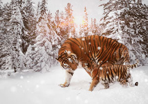 diamond painting tijger sneeuw