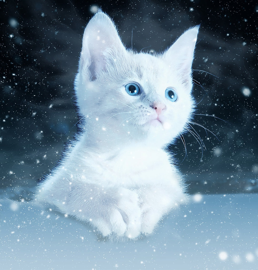 diamond painting witte kat in sneeuw