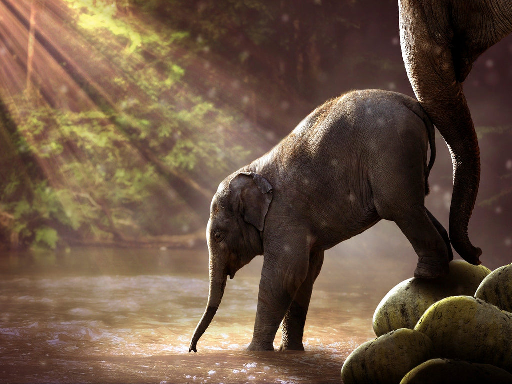 Diamond painting baby olifant