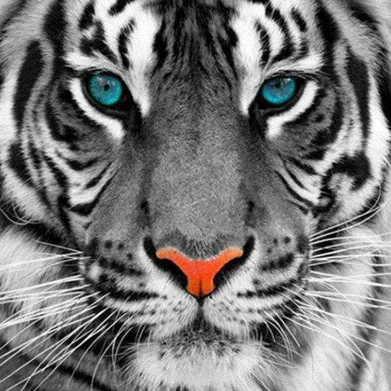 diamond painting tijger blauwe ogen